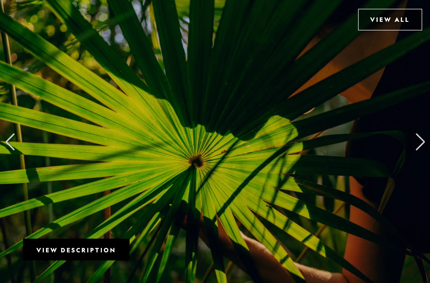 Palm frond in the Yucatán jungle, photographed by Sasha Arutyunova