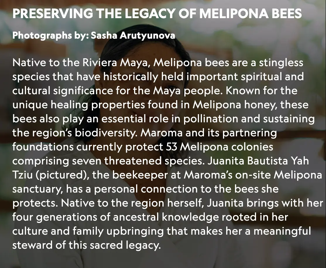 Preserving the Legacy of Melipona Bees — photo gallery caption