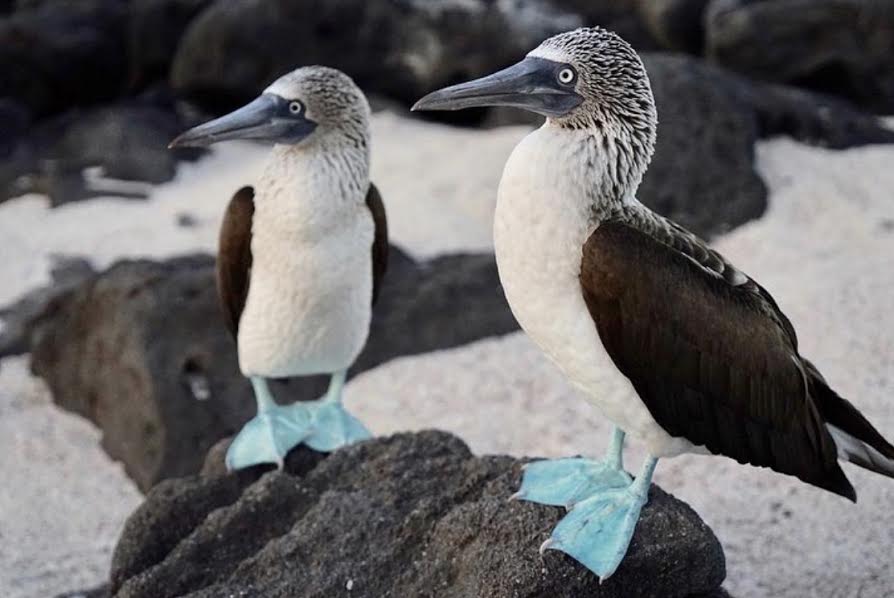 Blue footed booby in the galapagos islands ecuador