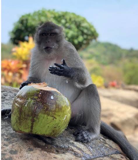 monkey in koh phi phi, thailand